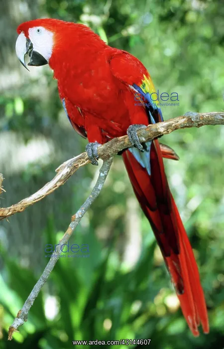: Scarlet Macaw : Scarlet Macaw