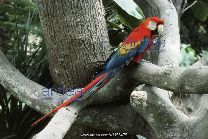 : Scarlet Macaw : Scarlet Macaw