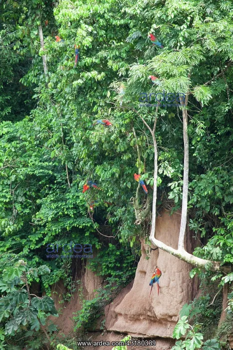 : Scarlet Macaw : Scarlet Macaw