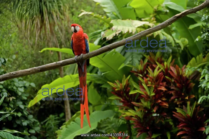 : Scarlet Macaw : Scarlet Macaw