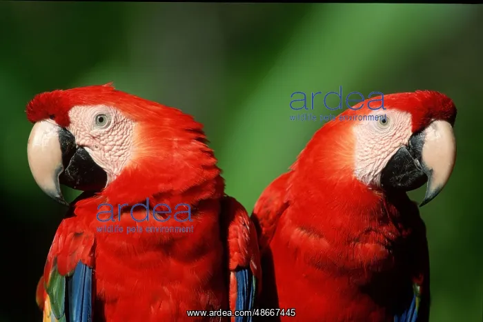: Scarlet macaw (Ara macao) : Scarlet macaw (Ara macao)