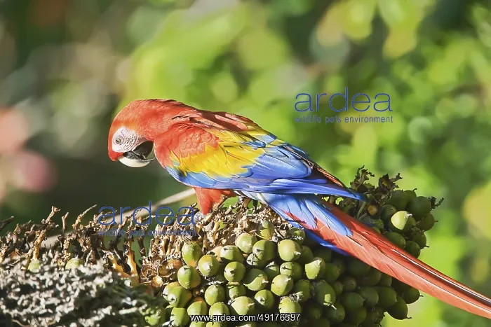 : Scarlet Macaw (Ara macao) perching on a tree : Scarlet Macaw (Ara macao) perching on a tree