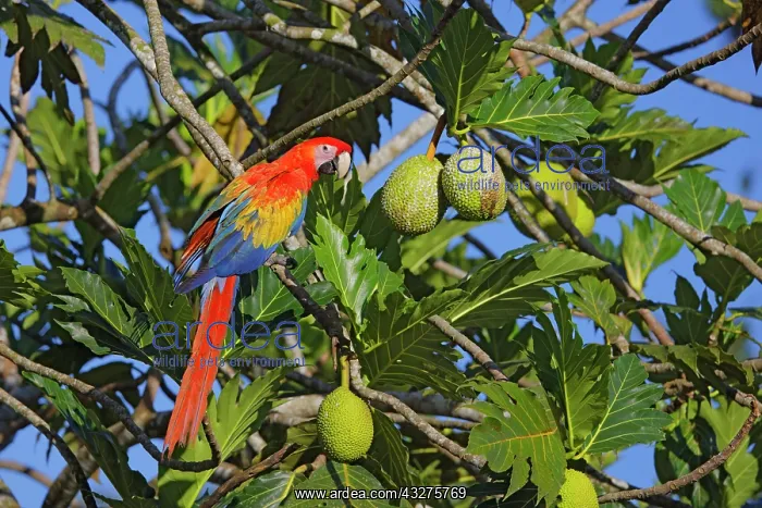 : Scarlet Macaw Ara macao Sarapiqui, Costa Rica BI033703 : Scarlet Macaw Ara macao Sarapiqui, Costa Rica BI033703
