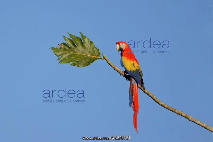 : Scarlet Macaw Ara macao Sarapiqui, Costa Rica BI033705 : Scarlet Macaw Ara macao Sarapiqui, Costa Rica BI033705