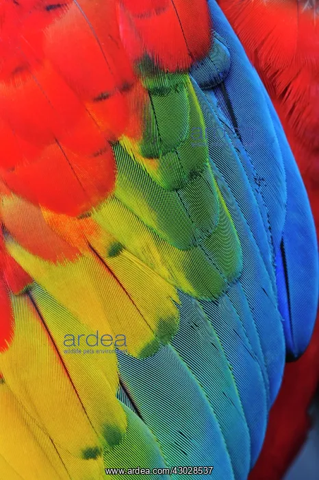  : Scarlet Macaw, captive, Cali, Colombia