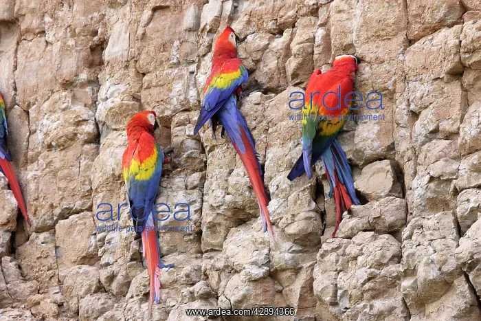: Scarlet Macaw - at clay lick : Scarlet Macaw - at clay lick