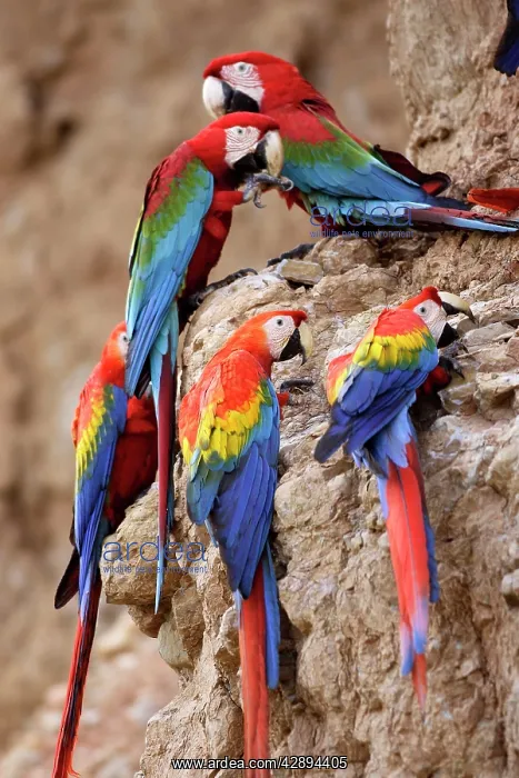 : Scarlet Macaw - at clay lick : Scarlet Macaw - at clay lick