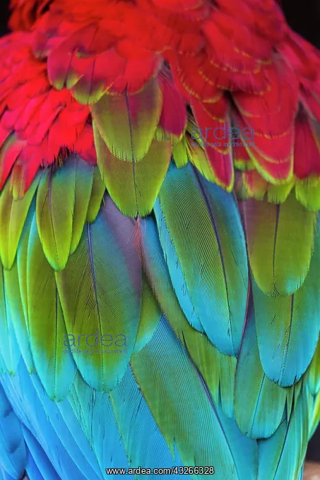 : Scarlet Macaw, detailed study of wing feathers : Scarlet Macaw, detailed study of wing feathers