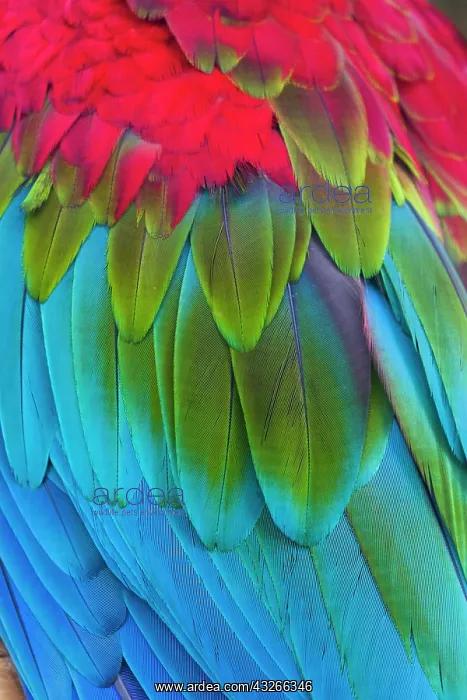: Scarlet Macaw, detailed study of wing feathers : Scarlet Macaw, detailed study of wing feathers