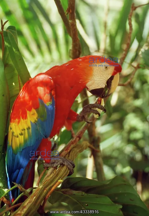 : Scarlet Macaw - eating fruit of Inga Tree (Inga alba) : Scarlet Macaw - eating fruit of Inga Tree (Inga alba)