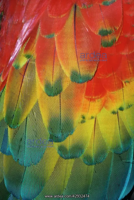  : Scarlet Macaw - Feathers