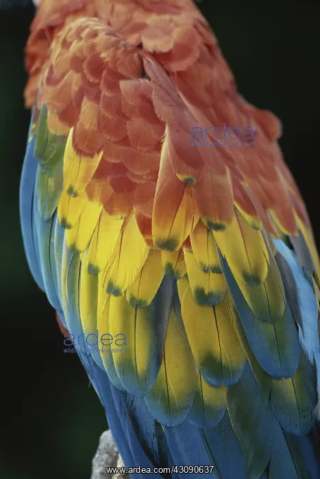 : Scarlet Macaw Feathers : Scarlet Macaw Feathers