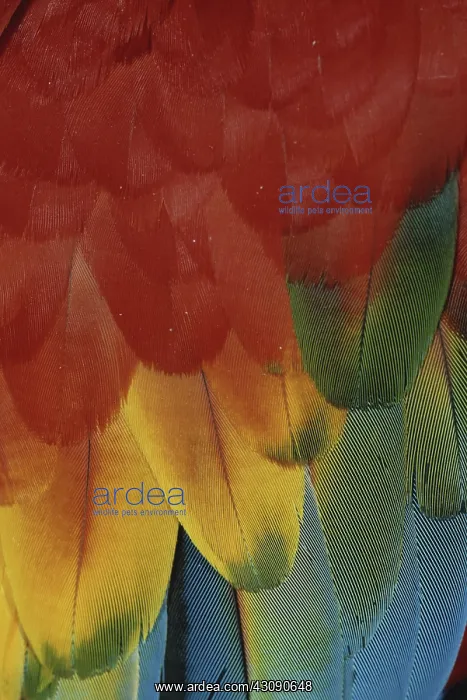 : Scarlet Macaw Feathers : Scarlet Macaw Feathers