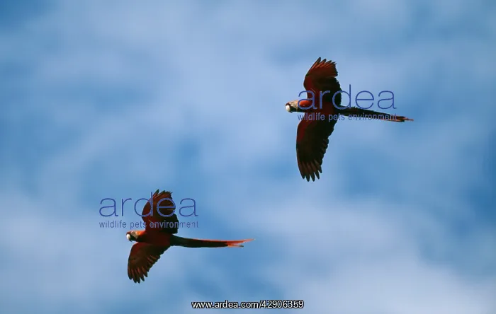 : Scarlet Macaw - two in fligh : Scarlet Macaw - two in fligh