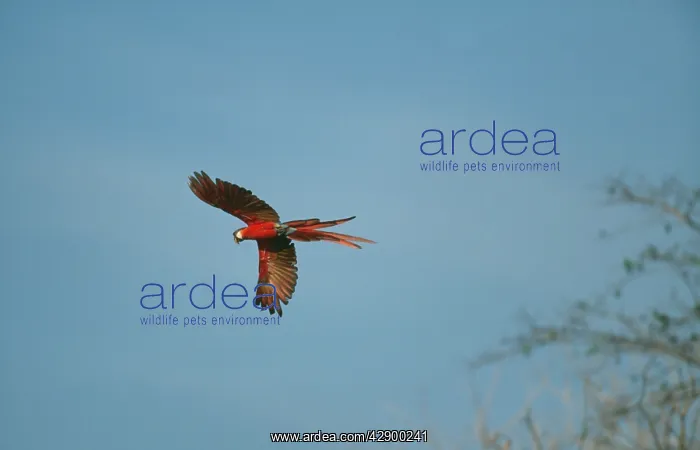 : Scarlet Macaw - In flight : Scarlet Macaw - In flight