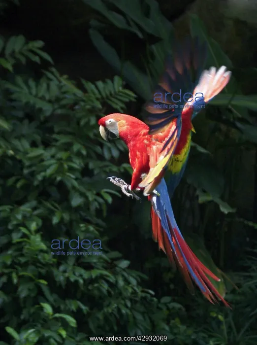 : Scarlet Macaw - In flight : Scarlet Macaw - In flight