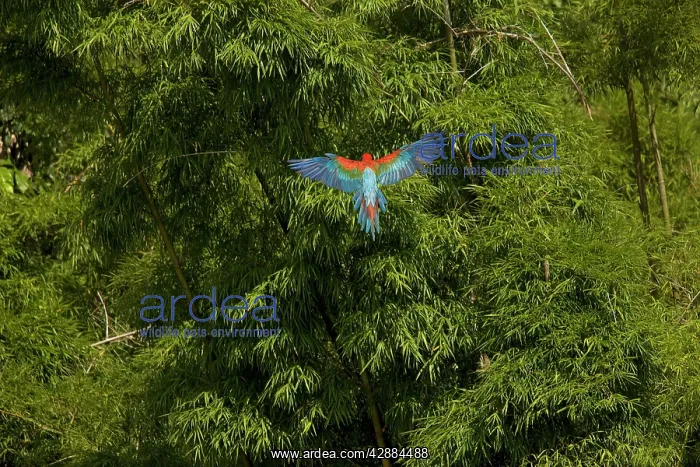 : Scarlet Macaw - in flight over forest : Scarlet Macaw - in flight over forest