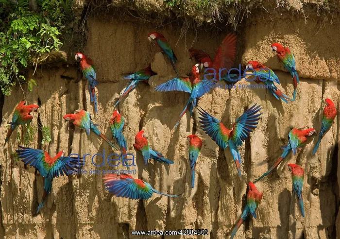 : Scarlet Macaw - flock at clay lick : Scarlet Macaw - flock at clay lick