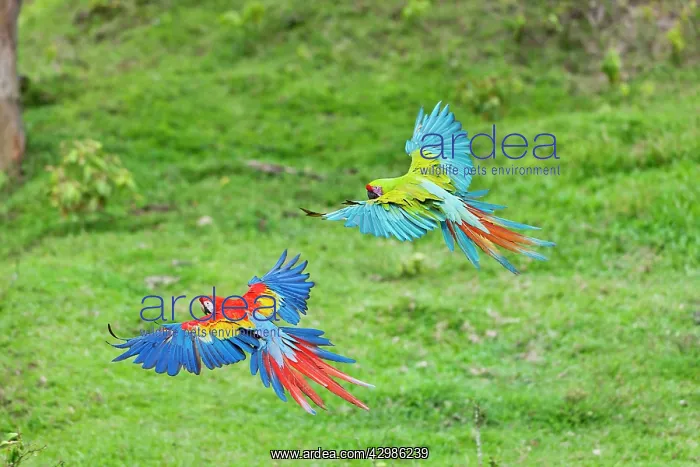 : Scarlet Macaw - flying next to a Great Green Macaw : Scarlet Macaw - flying next to a Great Green Macaw