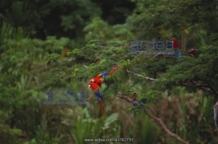 : Scarlet Macaw and Green Winged Macaws : Scarlet Macaw and Green Winged Macaws