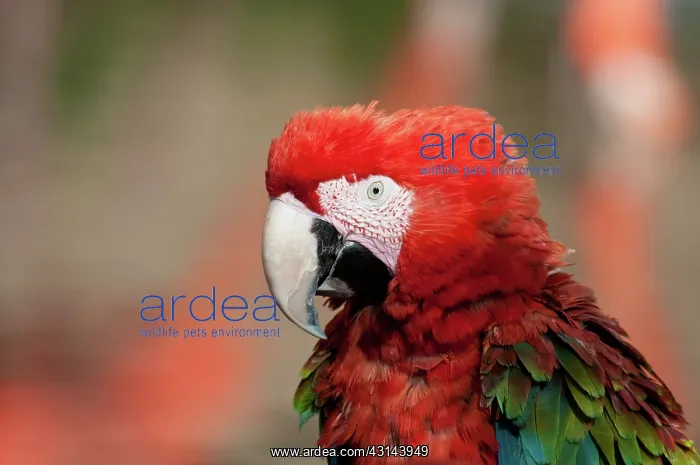 : Scarlet Macaw Hybrid : Scarlet Macaw Hybrid