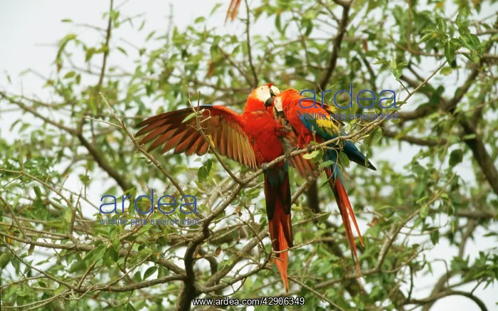 : Scarlet MACAW - two mutual grooming : Scarlet MACAW - two mutual grooming
