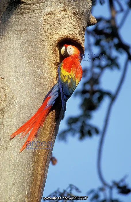 : Scarlet Macaw - At nest : Scarlet Macaw - At nest