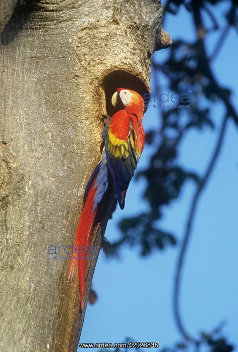 : Scarlet Macaw - at nest : Scarlet Macaw - at nest