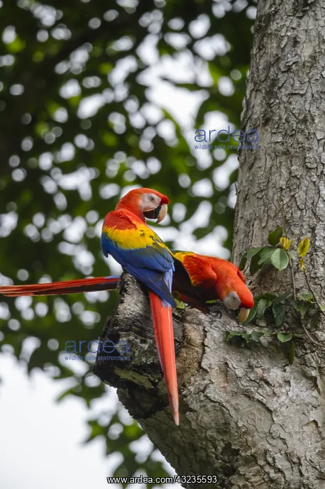 : Scarlet Macaw - Pair of Scarlet Macaws perched on : Scarlet Macaw - Pair of Scarlet Macaws perched on