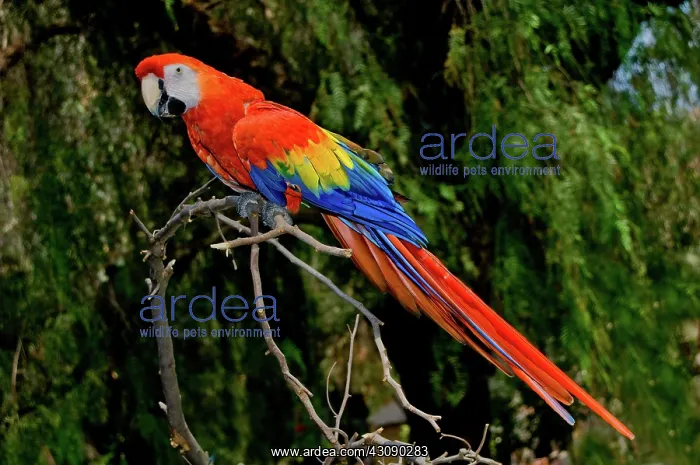 : Scarlet Macaw perched : Scarlet Macaw perched