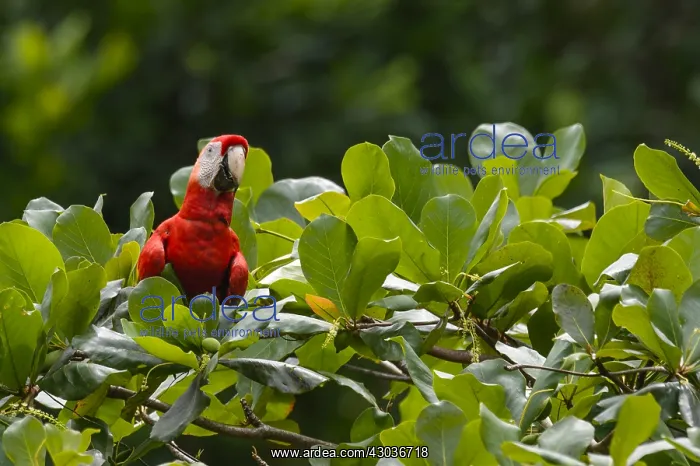 : Scarlet Macaw - Scarlet Macaw perched on a tree : Scarlet Macaw - Scarlet Macaw perched on a tree