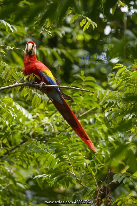 : Scarlet Macaw - Scarlet Macaw perched on a tree : Scarlet Macaw - Scarlet Macaw perched on a tree