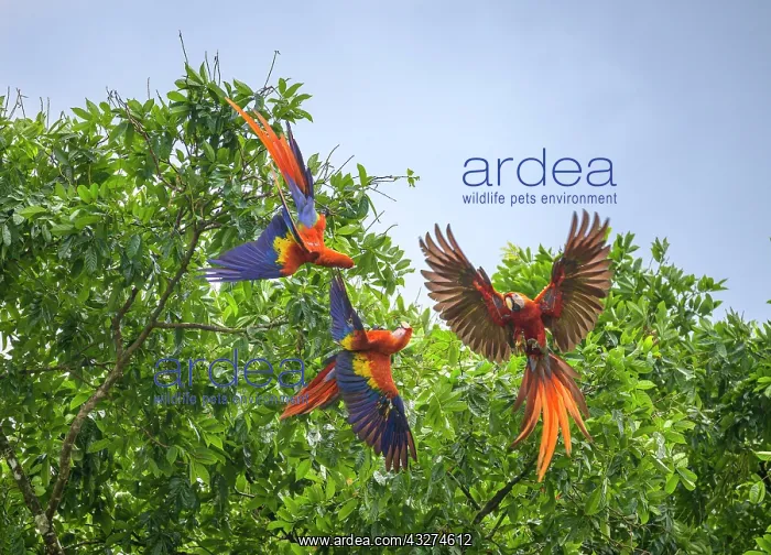 : Scarlet macaws (Ara macao), Drake Bay, Puntarenas : Scarlet macaws (Ara macao), Drake Bay, Puntarenas