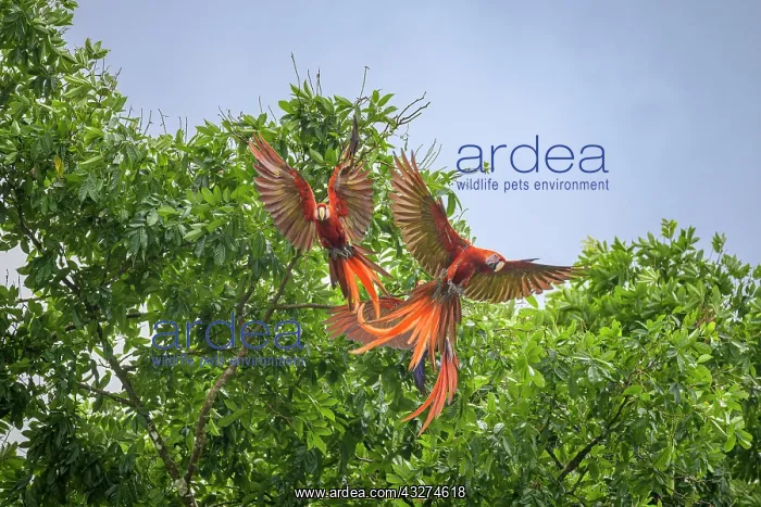 : Scarlet macaws (Ara macao), Drake Bay, Puntarenas : Scarlet macaws (Ara macao), Drake Bay, Puntarenas