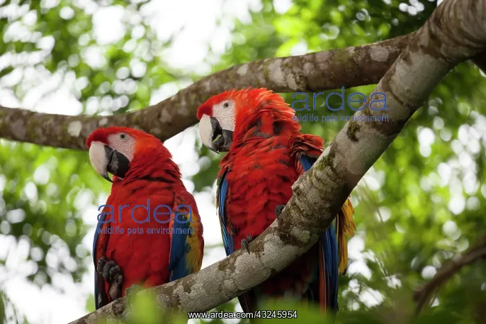 : Scarlet macaws (Ara macao) wild Chiapas : Scarlet macaws (Ara macao) wild Chiapas