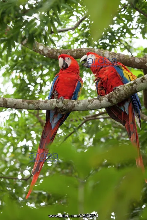 : Scarlet macaws (Ara macao) wild Chiapas : Scarlet macaws (Ara macao) wild Chiapas