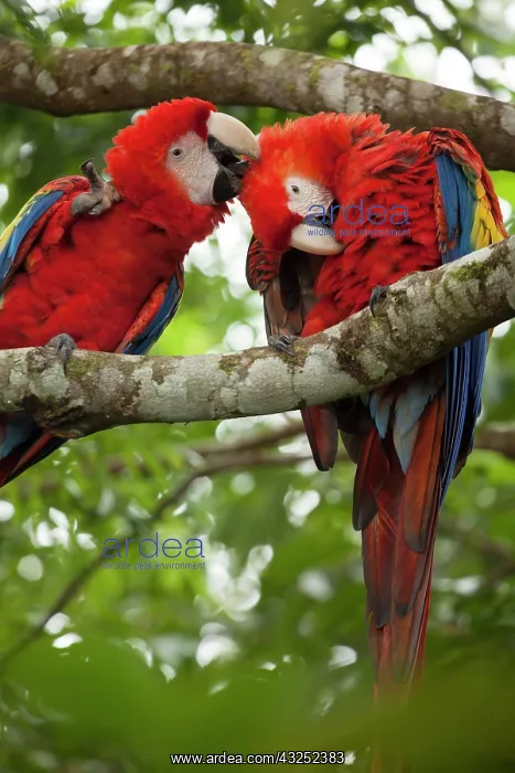 : Scarlet macaws (Ara macao) wild Chiapas : Scarlet macaws (Ara macao) wild Chiapas