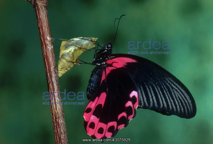 : Scarlet Mormon : Scarlet Mormon