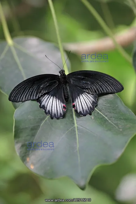: Scarlet Mormon Butterfly - resting on leaf : Scarlet Mormon Butterfly - resting on leaf