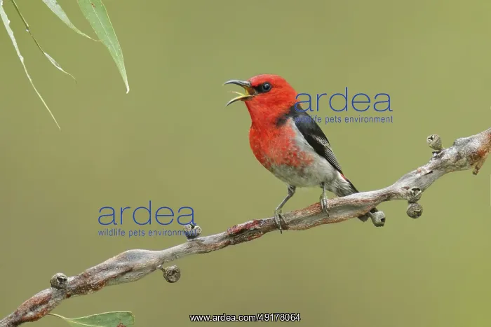 : Scarlet Myzomela (Myzomela sanguinolenta) male singing : Scarlet Myzomela (Myzomela sanguinolenta) male singing