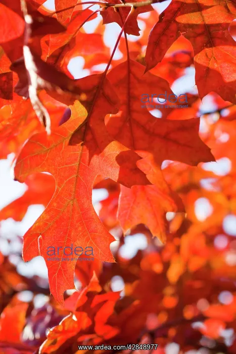  : Scarlet Oak Leaves - in autumn colour