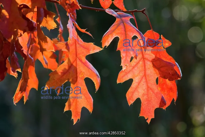 : Scarlet Oak Leaves - in autumn colour : Scarlet Oak Leaves - in autumn colour