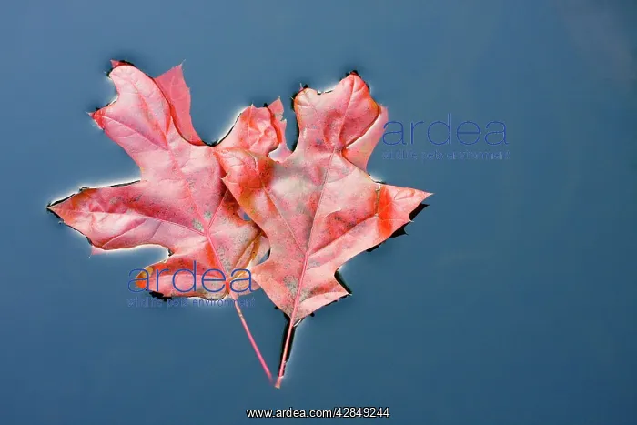 : Scarlet Oak Leaves - in autumn colour floating on water : Scarlet Oak Leaves - in autumn colour floating on water