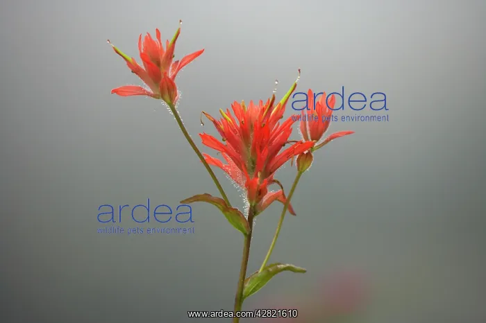 : Scarlet Paintbrush : Scarlet Paintbrush