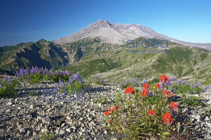 : Scarlet Paintbrush - Growing in the ash from the : Scarlet Paintbrush - Growing in the ash from the