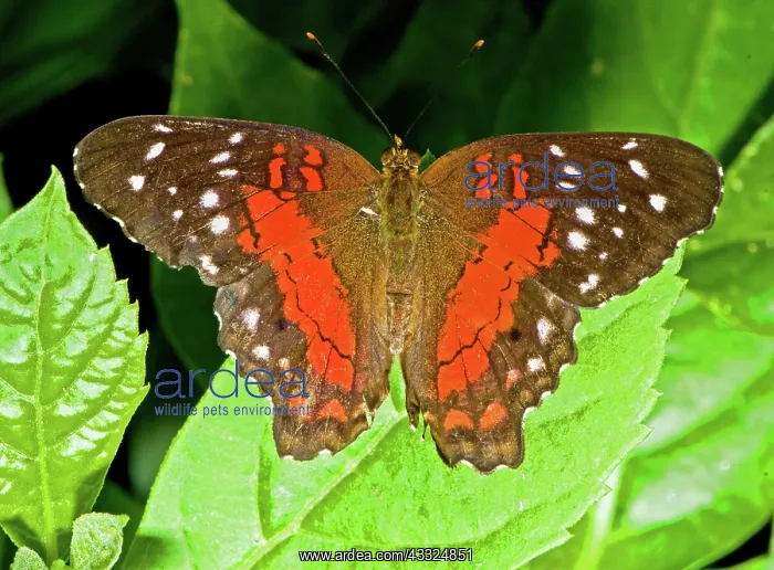: Scarlet Peacock Butterfly : Scarlet Peacock Butterfly