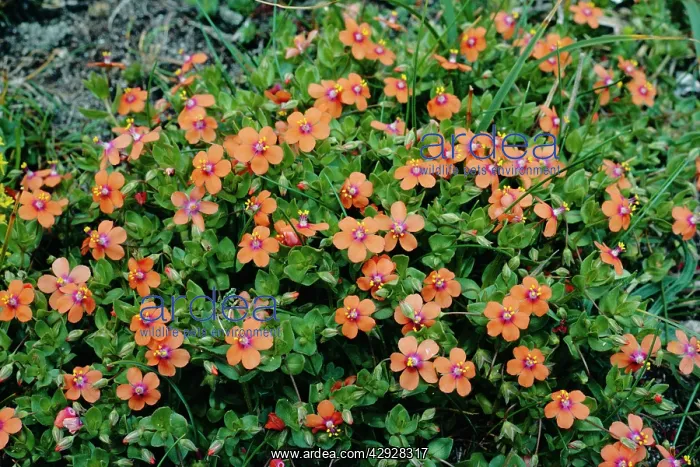 : Scarlet PIMPERNEL : Scarlet PIMPERNEL
