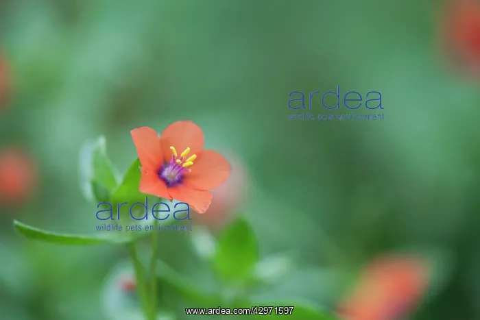 : Scarlet Pimpernel : Scarlet Pimpernel