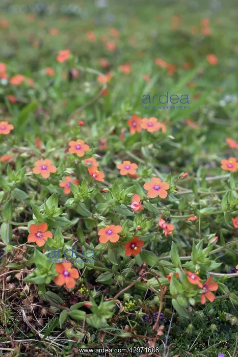  : Scarlet Pimpernel