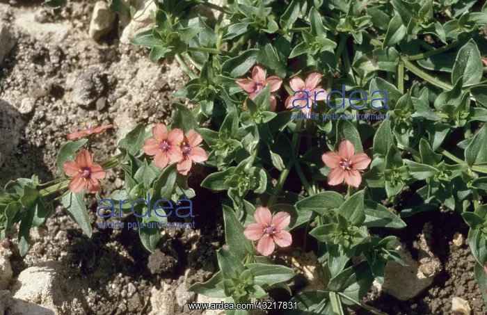 : Scarlet Pimpernel : Scarlet Pimpernel
